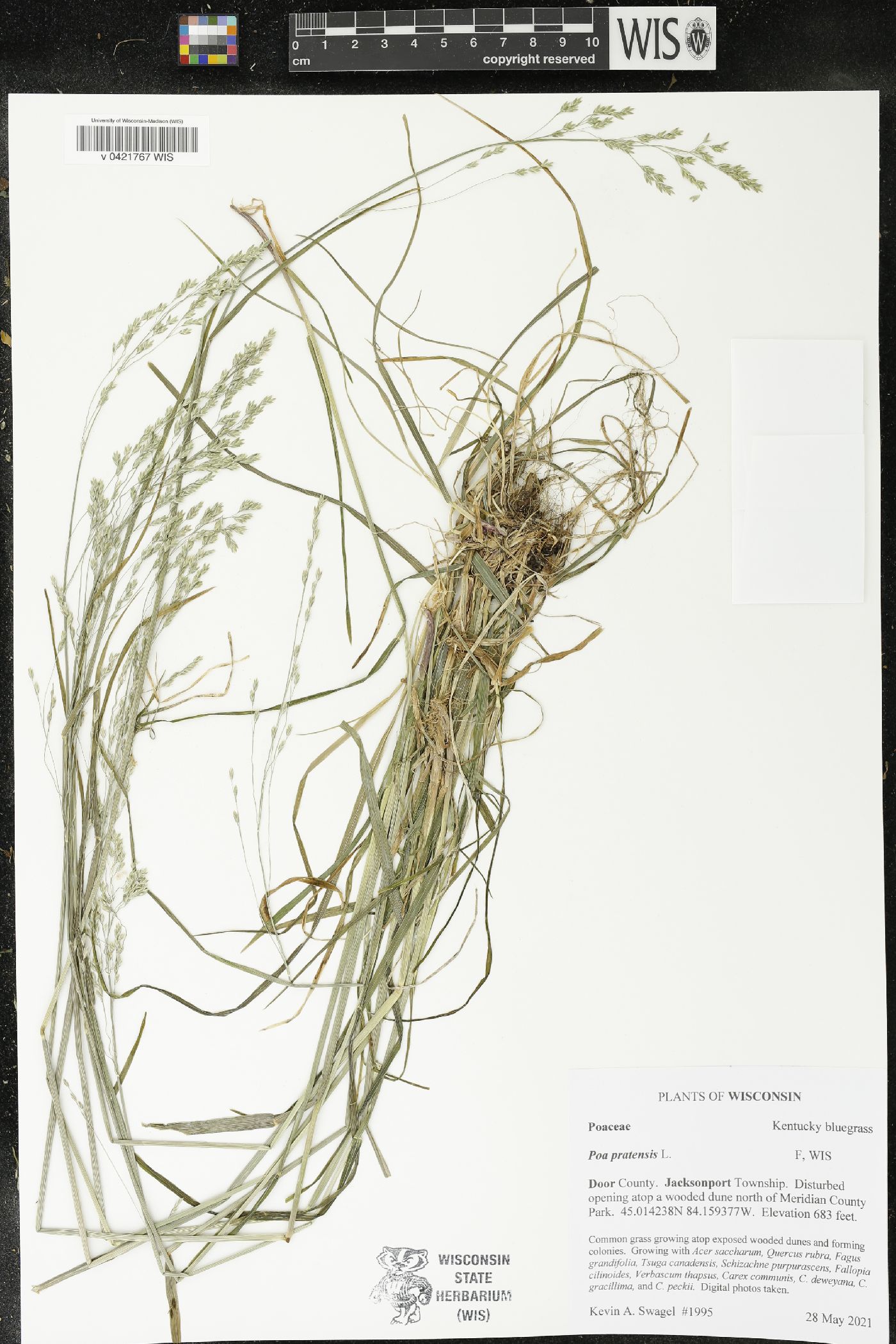 Poa pratensis image