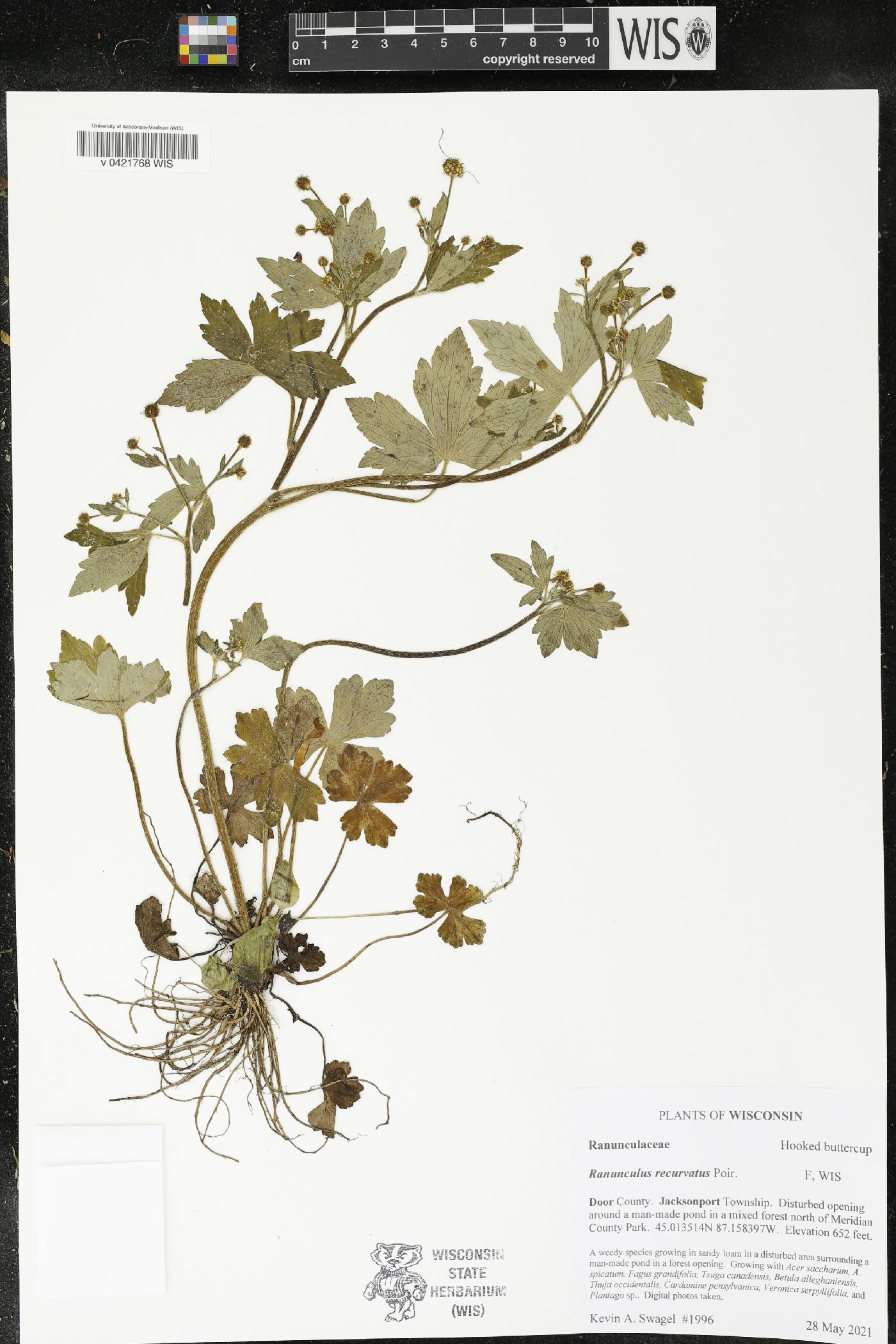 Ranunculus recurvatus image