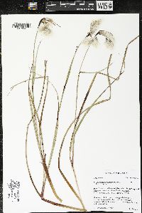 Eriophorum angustifolium image