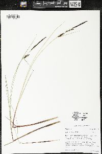 Carex lasiocarpa image