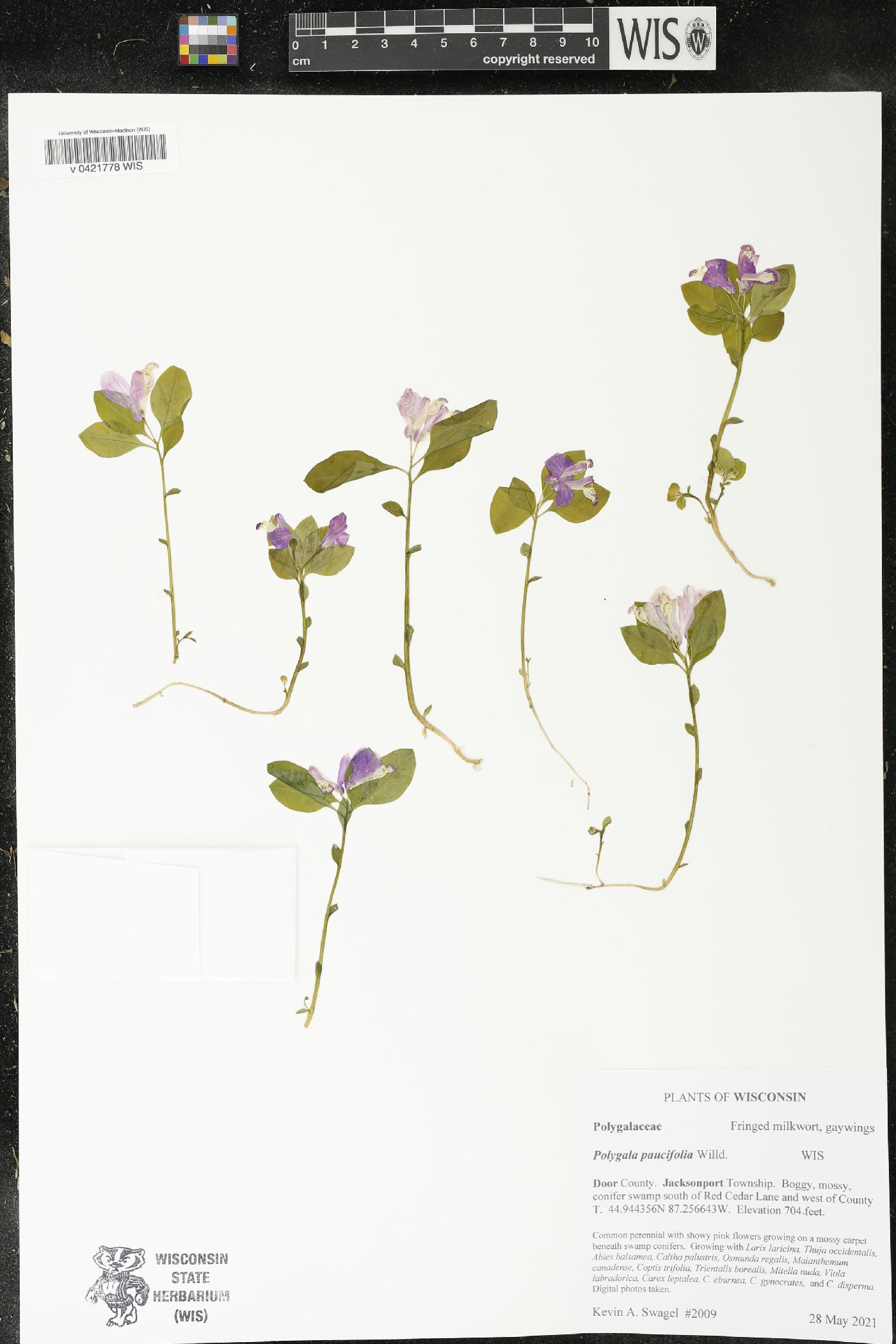 Polygala paucifolia image