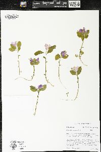 Polygaloides paucifolia image