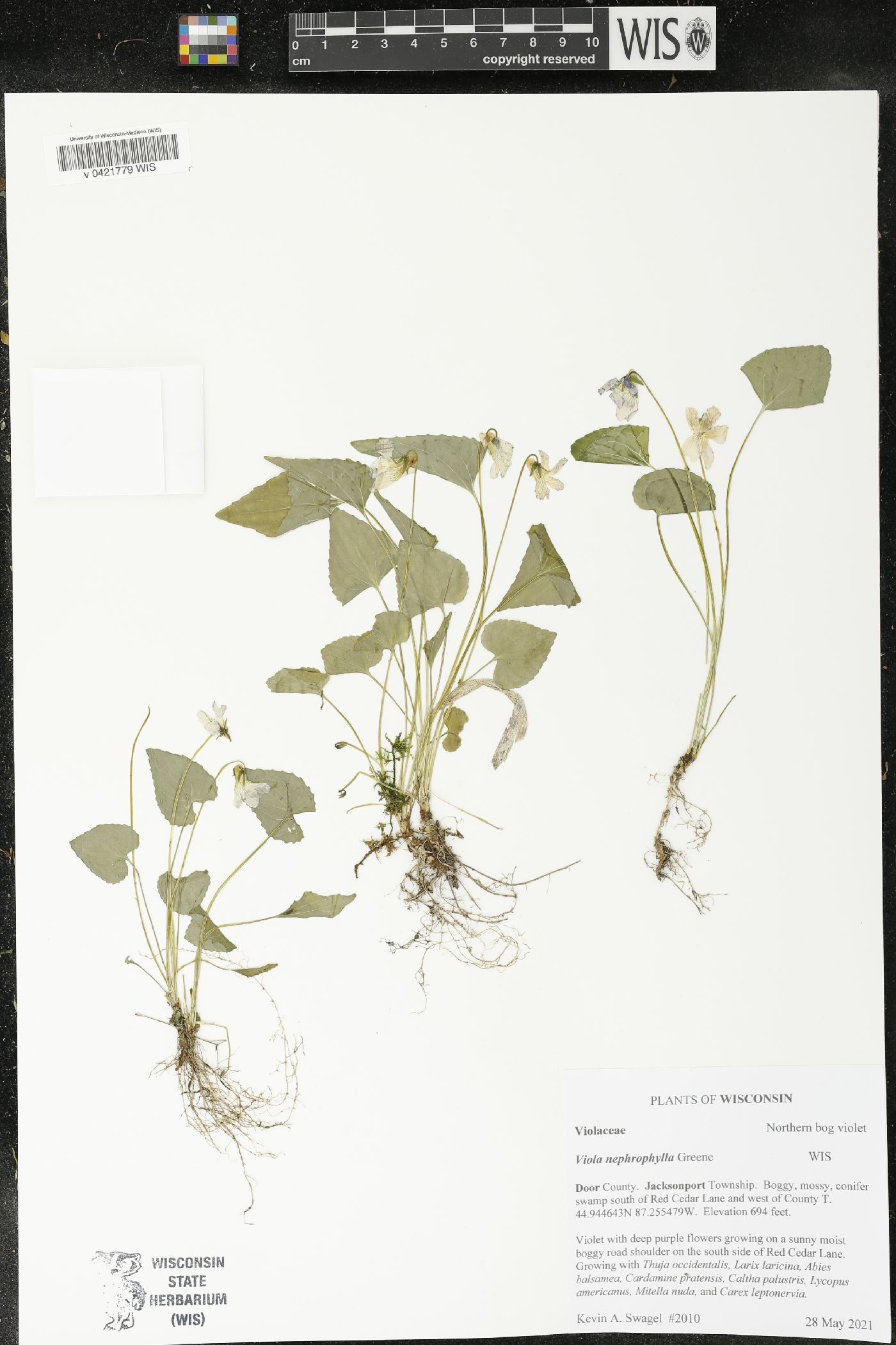 Viola nephrophylla image
