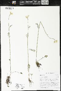Cardamine pratensis image