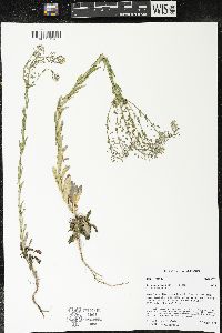 Lepidium campestre image