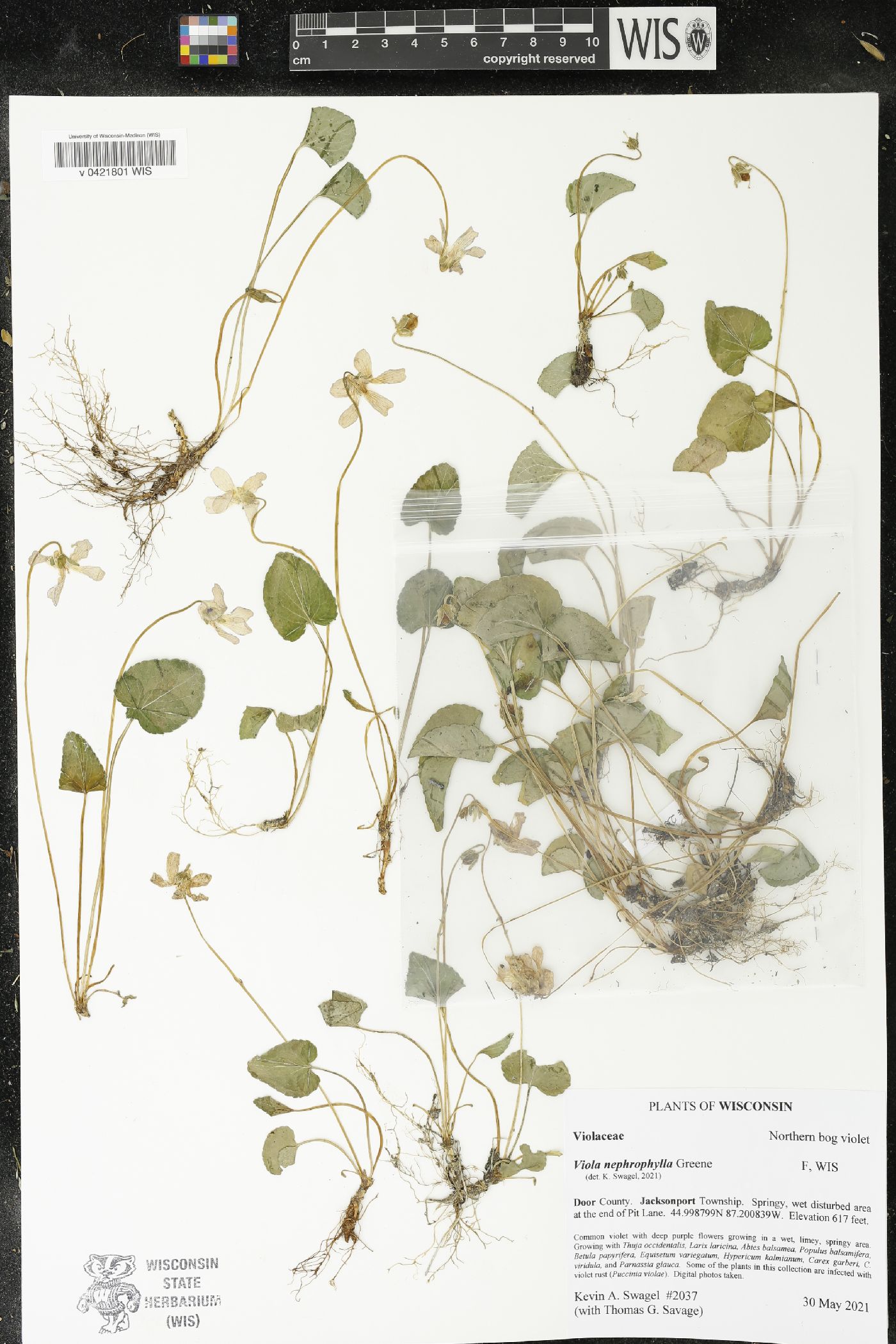 Viola nephrophylla image