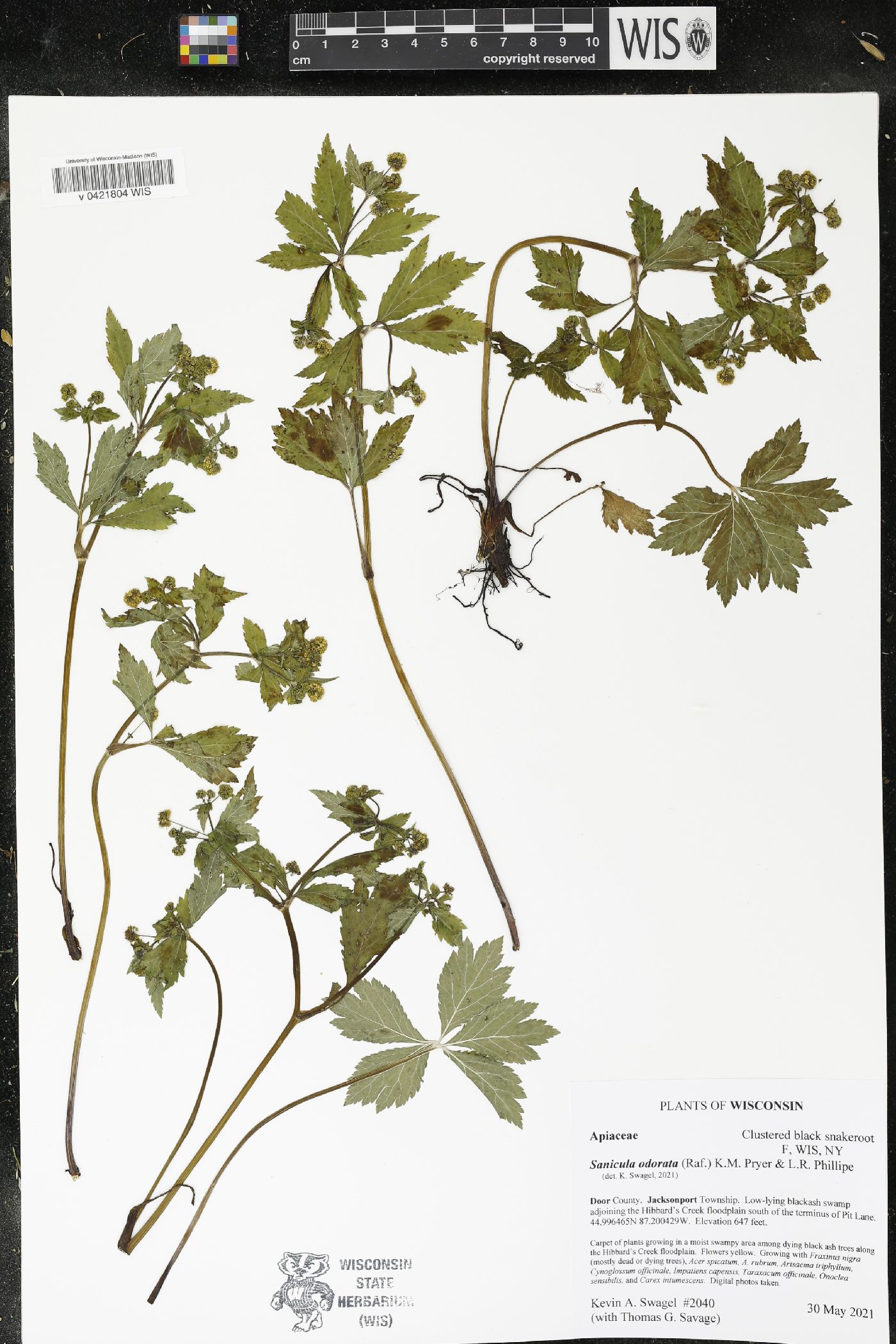 Sanicula odorata image