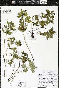 Sanicula odorata image