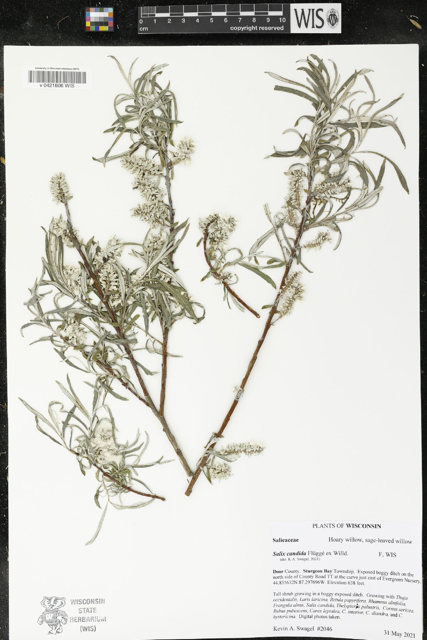 Salix candida image