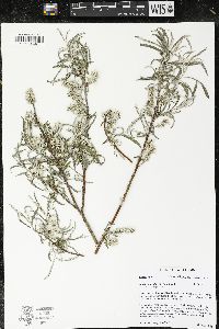 Salix candida image