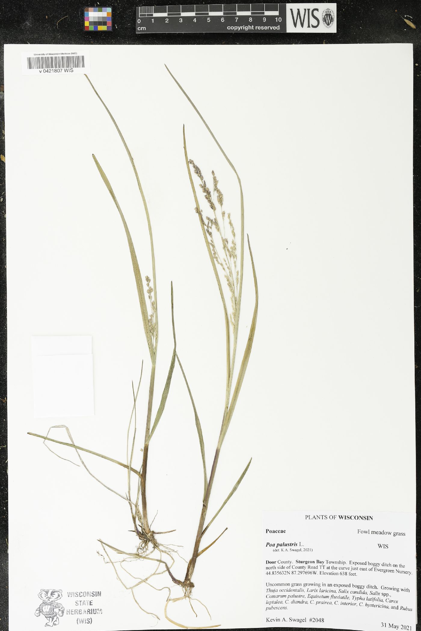 Poa palustris image