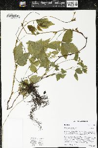 Rubus pubescens image