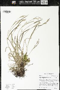 Carex leptonervia image