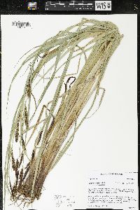 Carex lacustris image