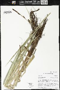 Carex lacustris image