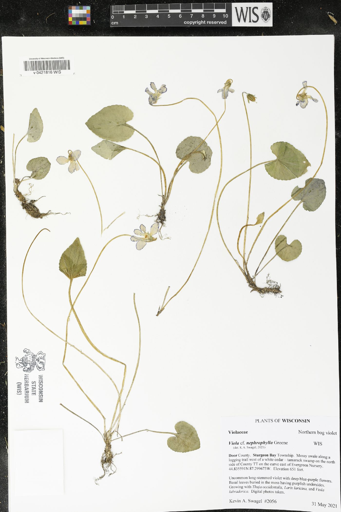 Viola nephrophylla image