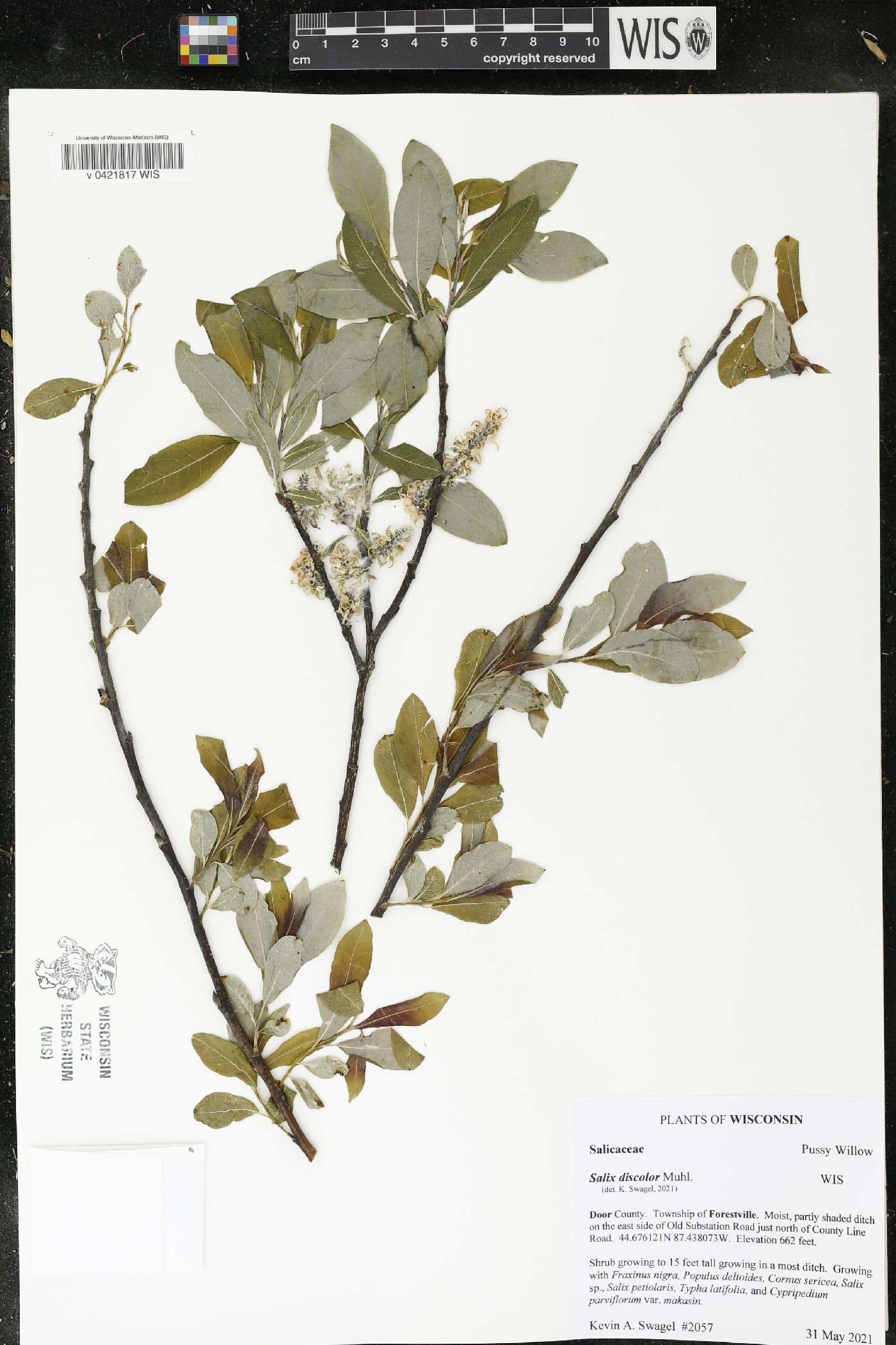Salix discolor image