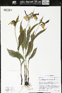 Cypripedium parviflorum var. makasin image