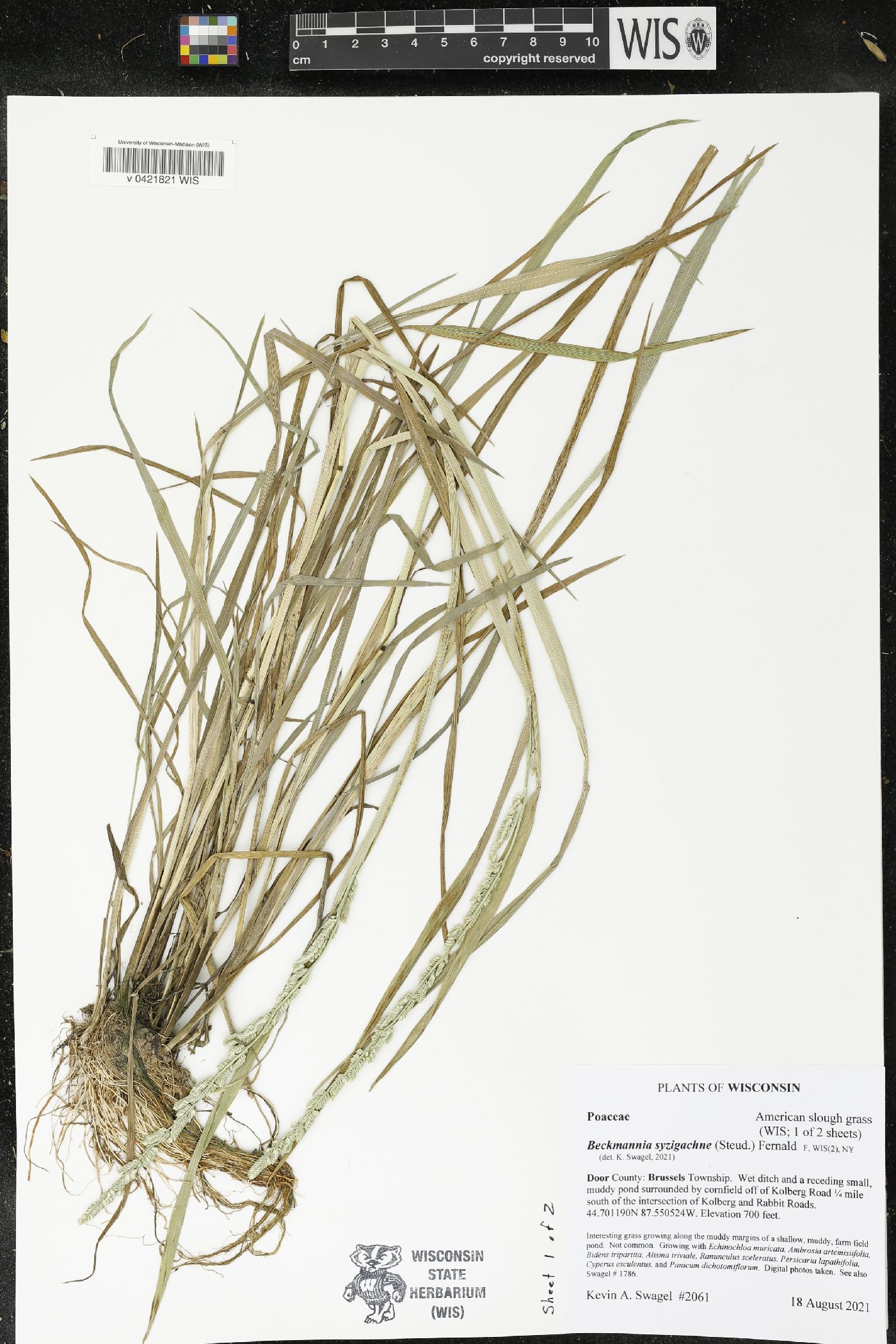 Beckmannia syzigachne image