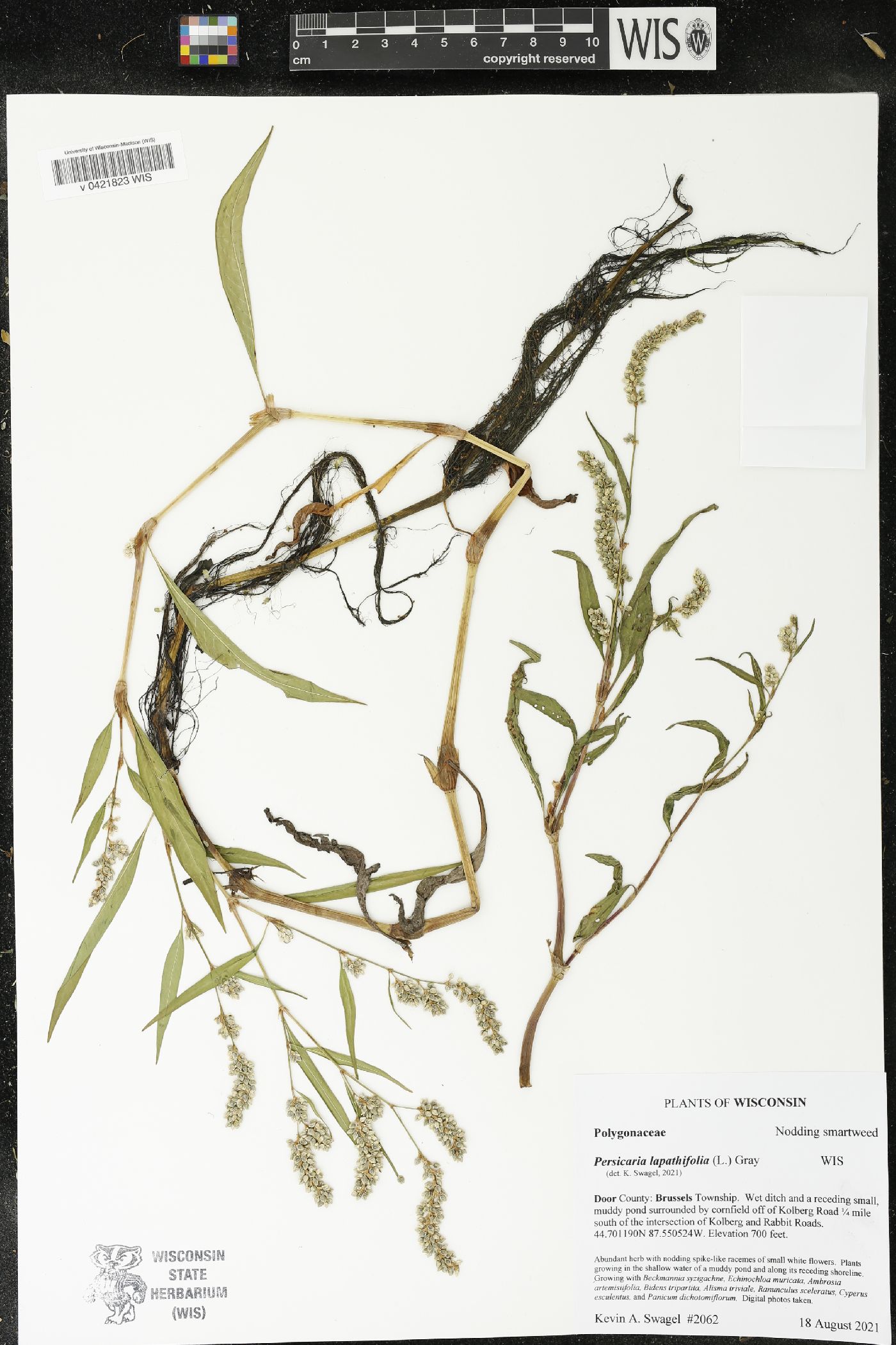 Persicaria lapathifolia image