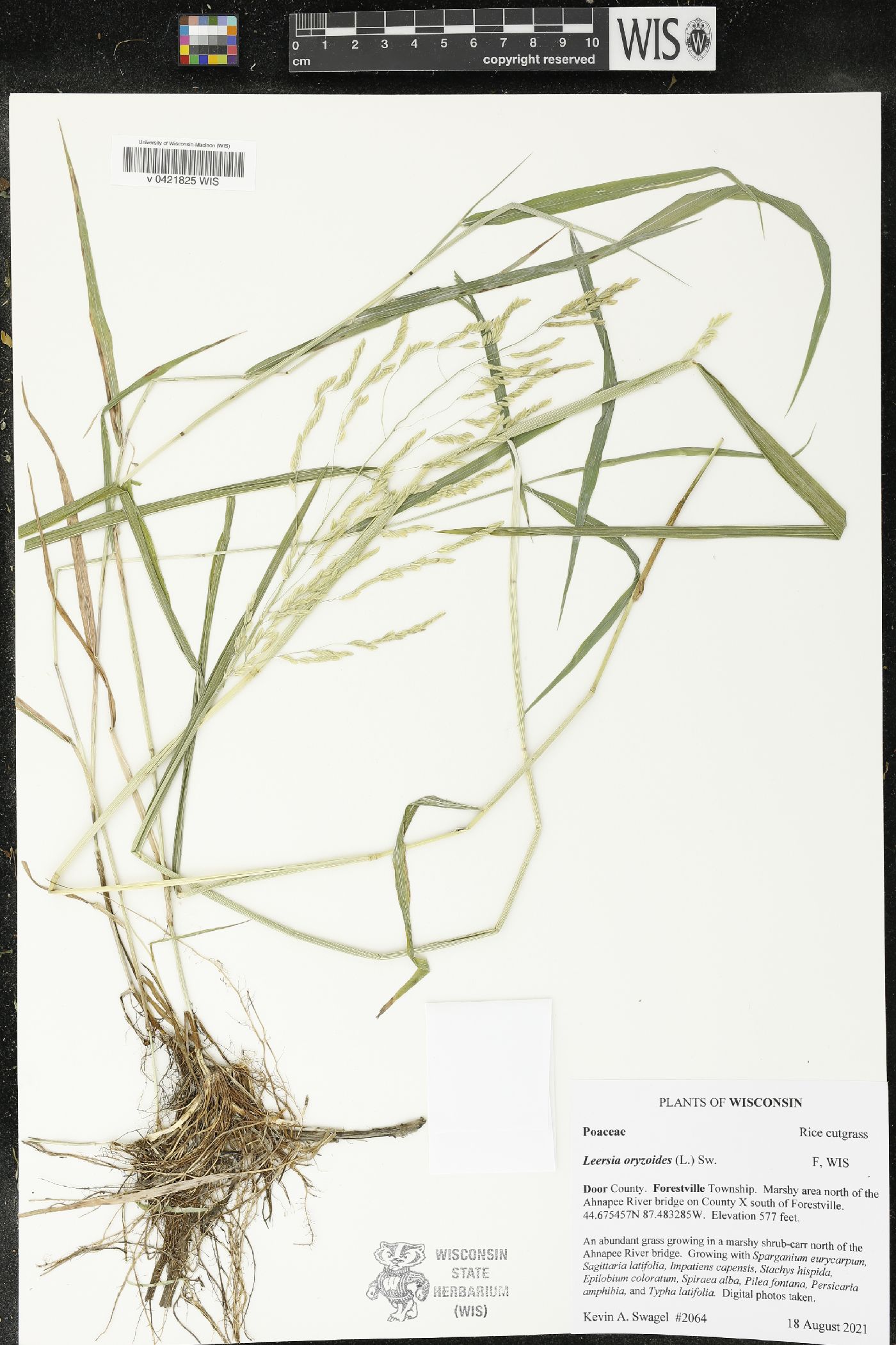 Leersia oryzoides image
