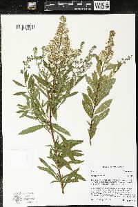 Spiraea alba image