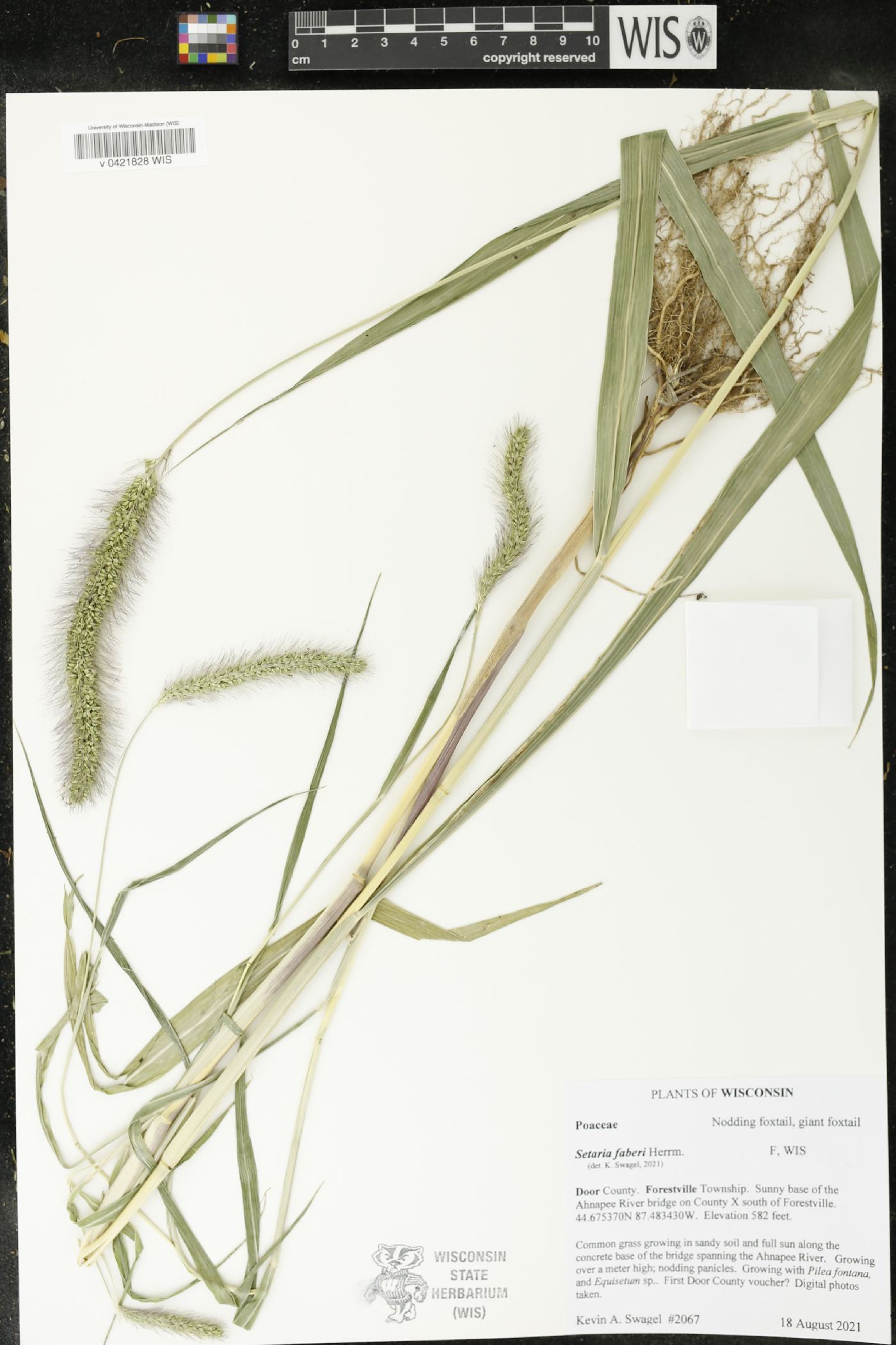 Setaria faberi image