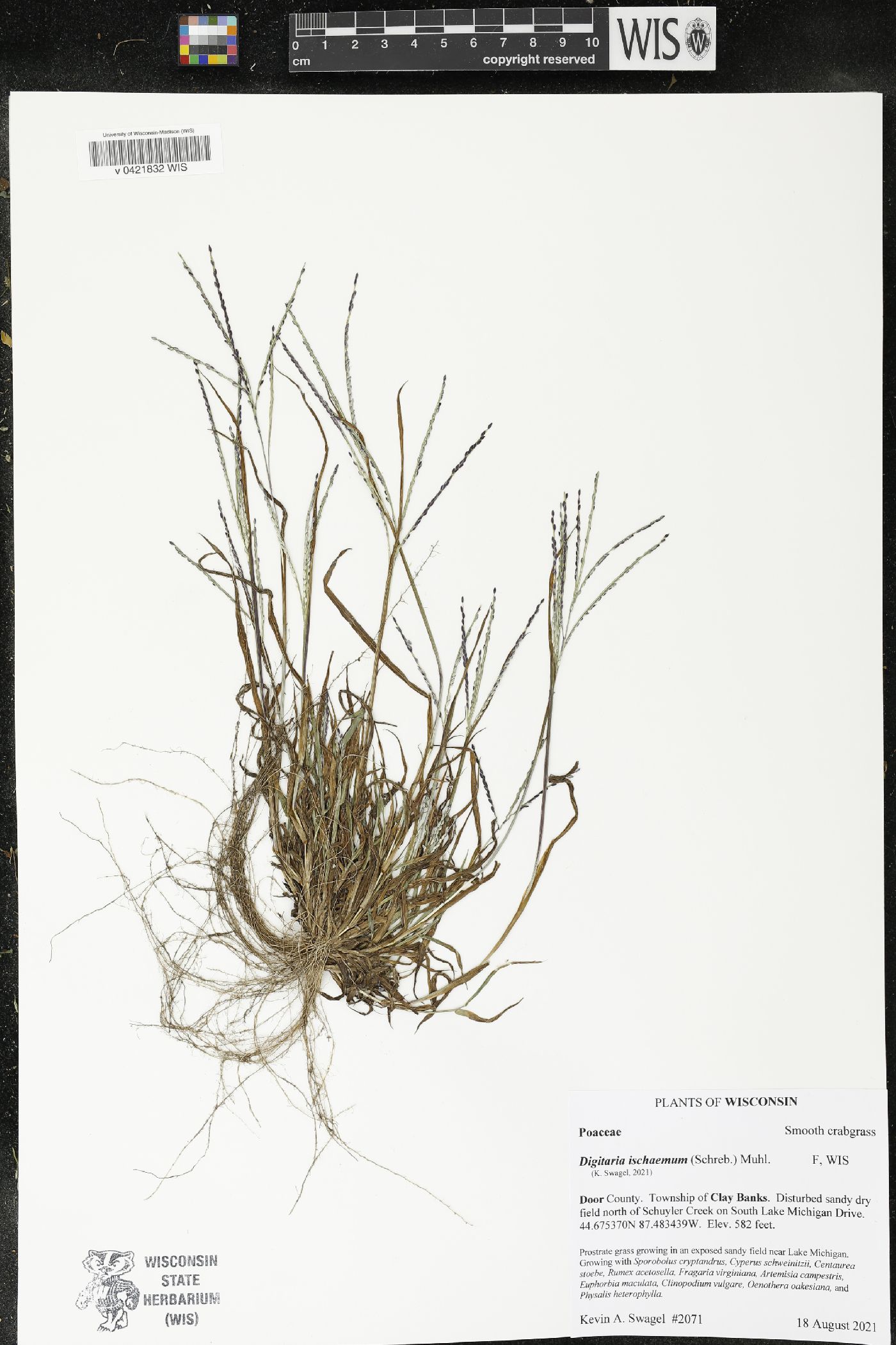 Digitaria ischaemum image