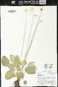 Parnassia glauca image