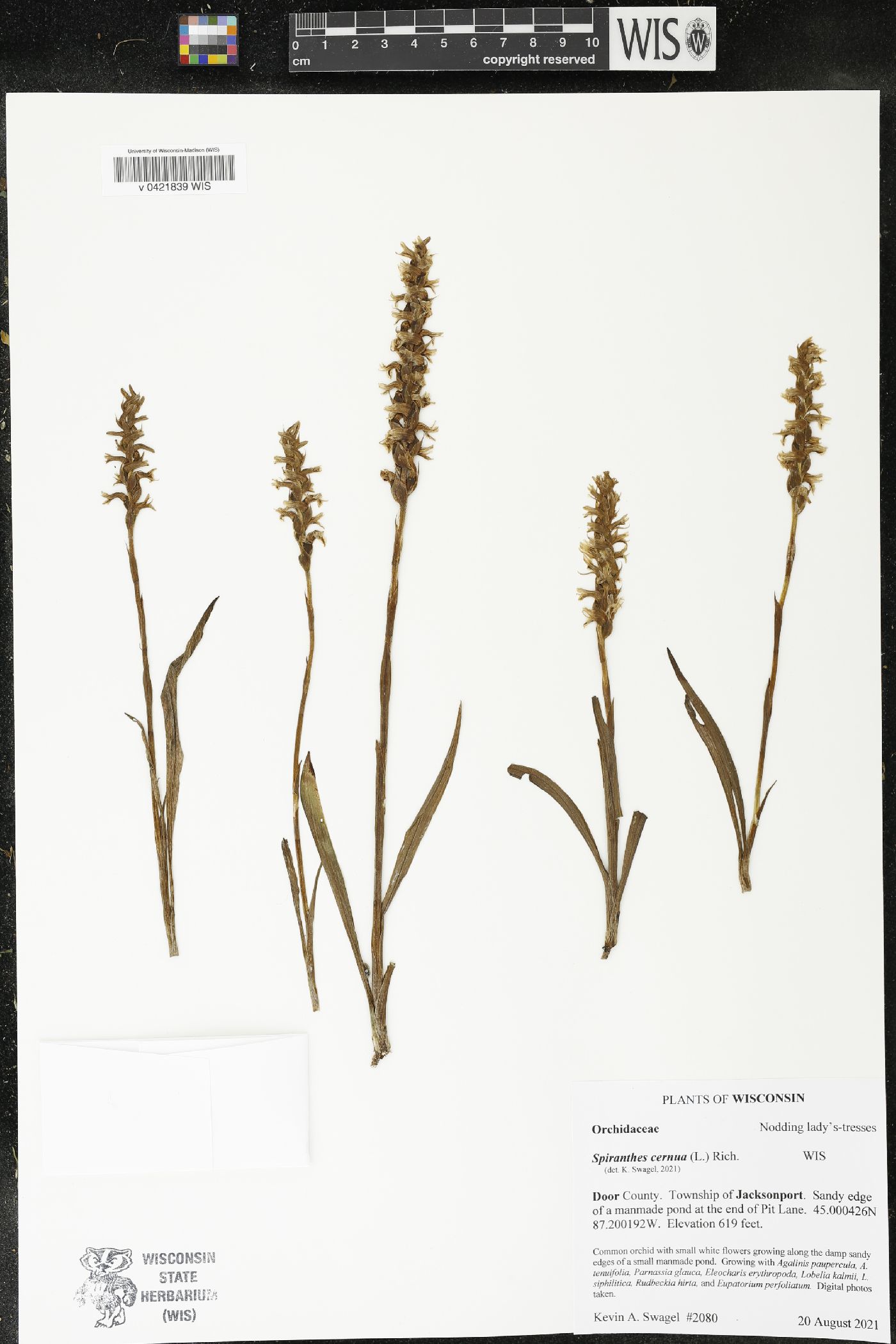 Spiranthes cernua image