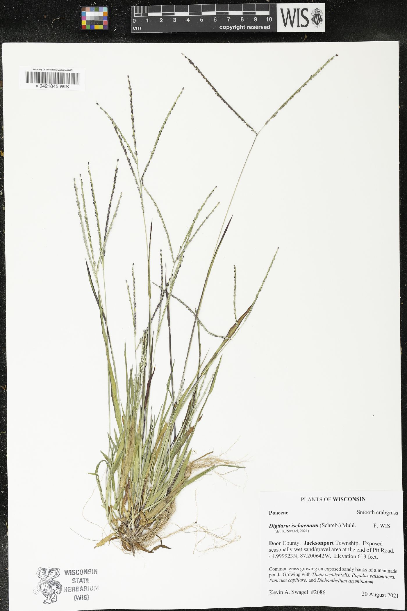 Digitaria ischaemum image