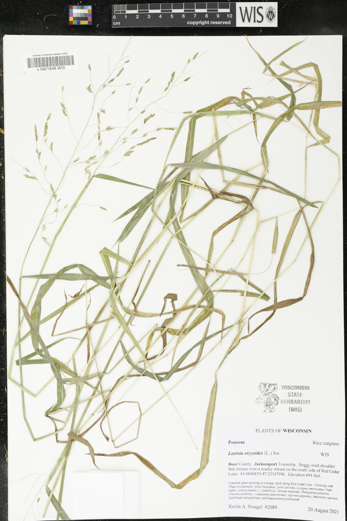 Leersia oryzoides image
