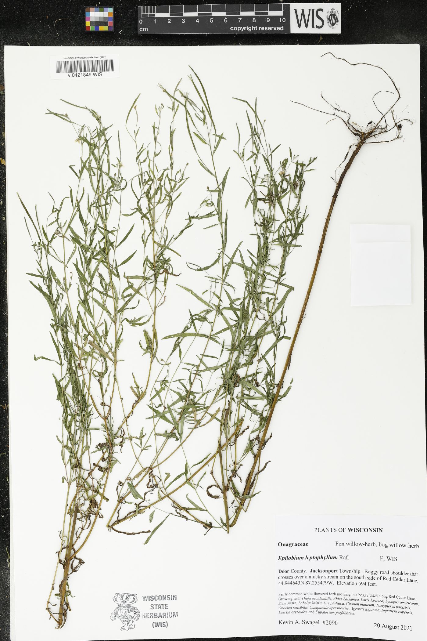 Epilobium leptophyllum image