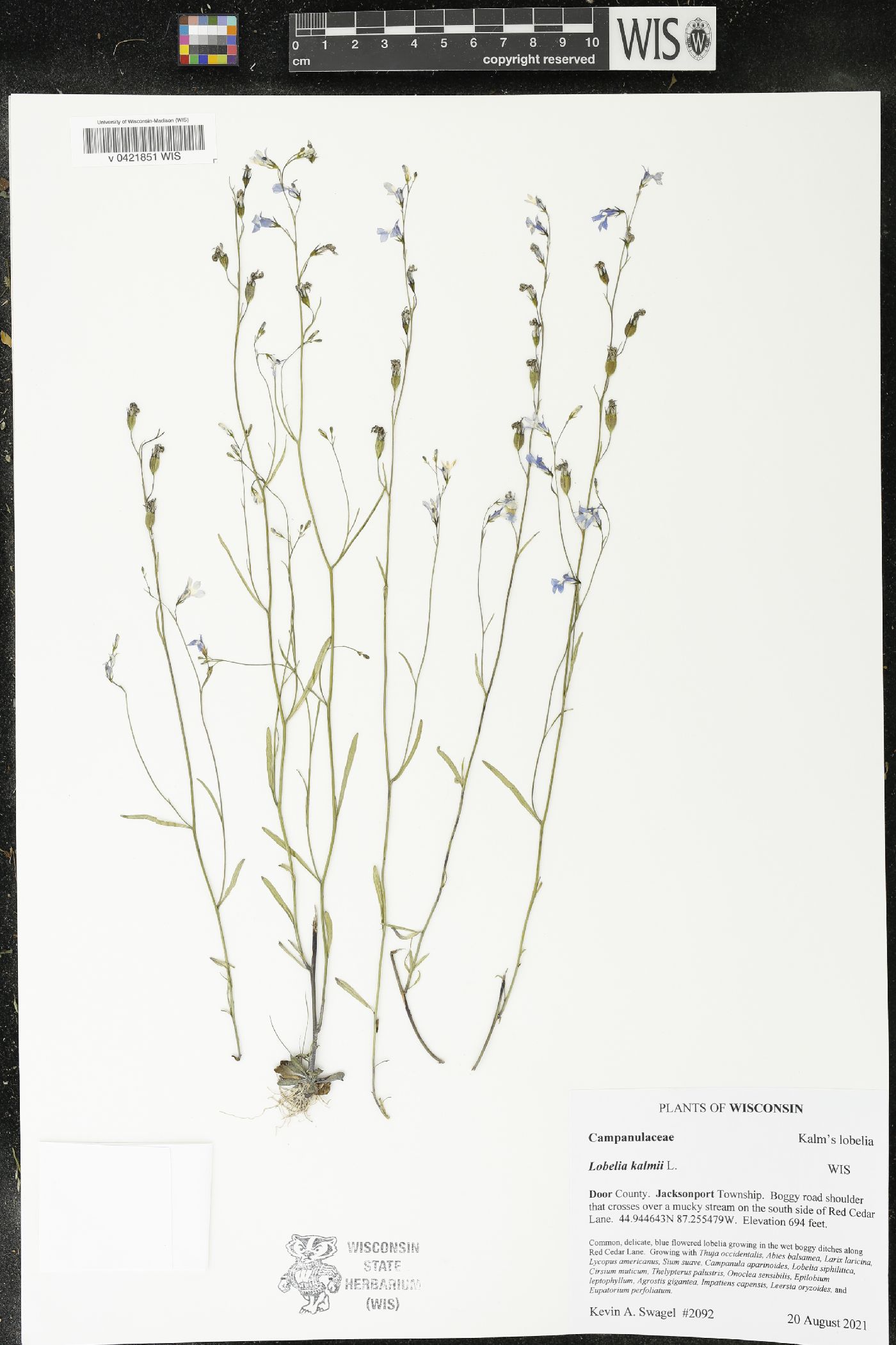 Lobelia kalmii image