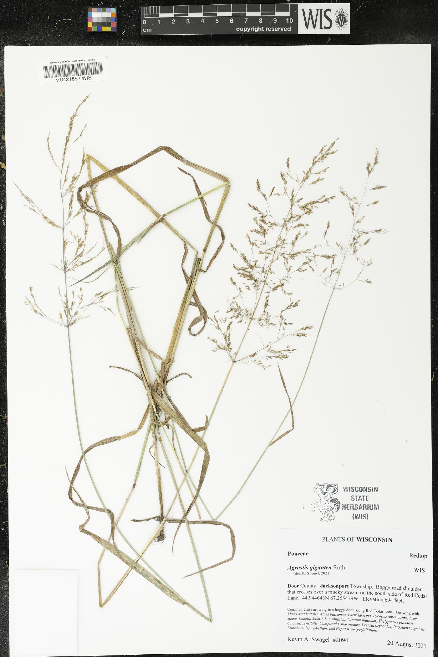 Agrostis gigantea image
