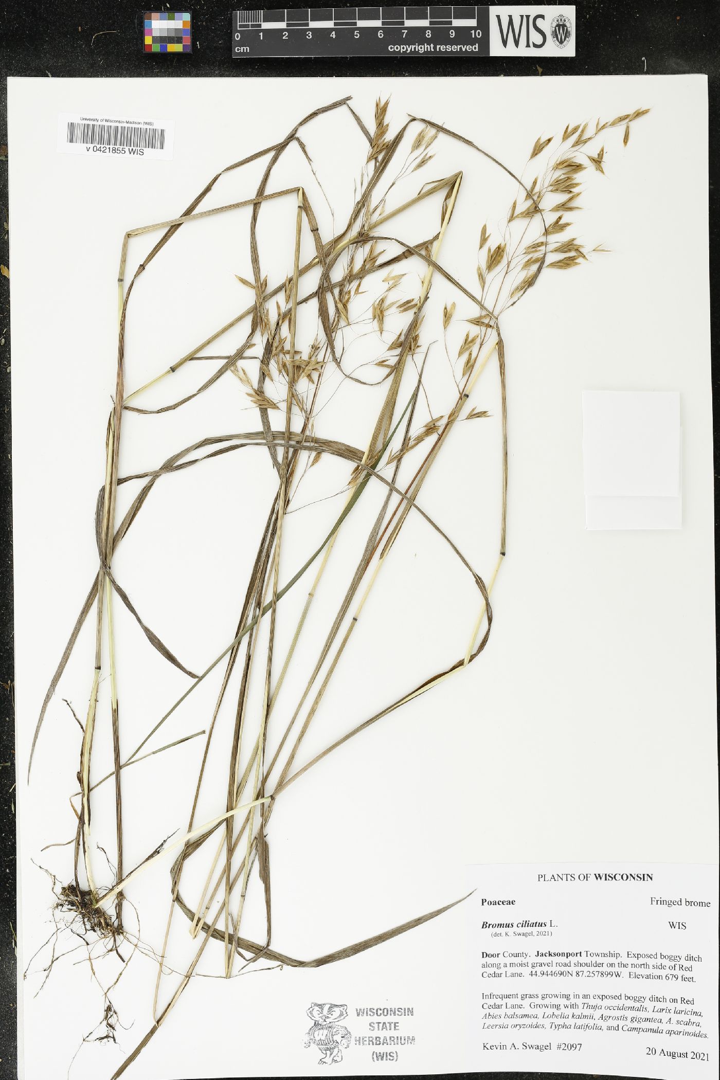 Bromus ciliatus image