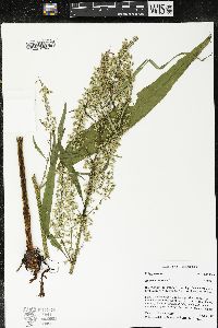 Rumex hydrolapathum image