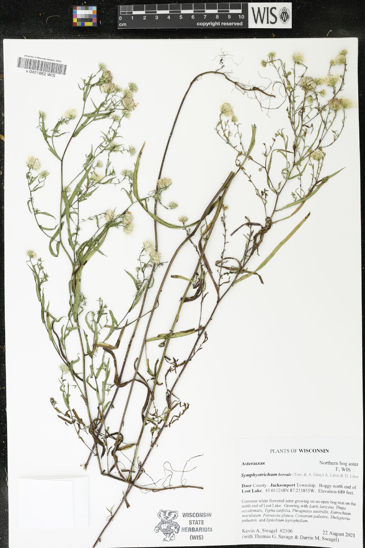 Symphyotrichum boreale image