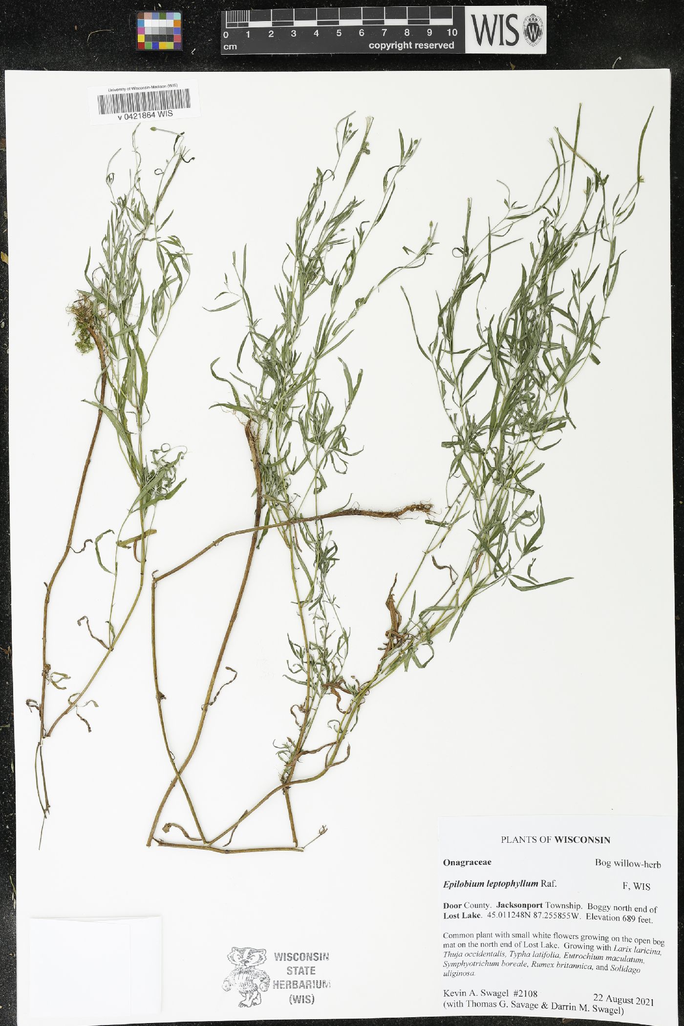 Epilobium leptophyllum image