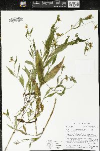 Bidens connata image