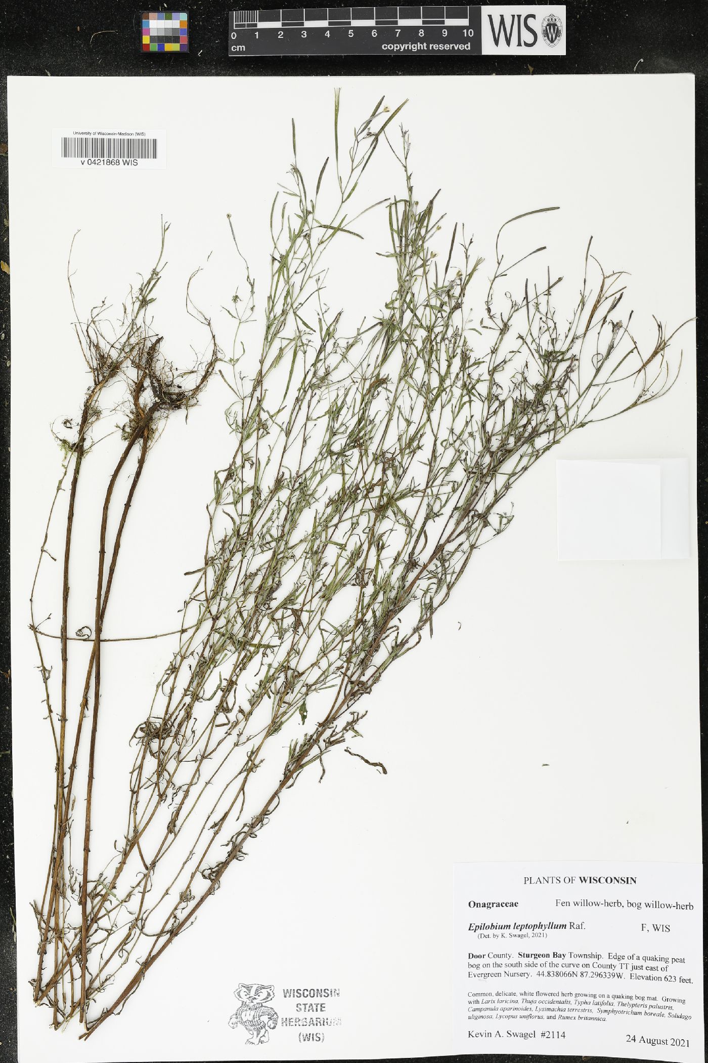Epilobium leptophyllum image