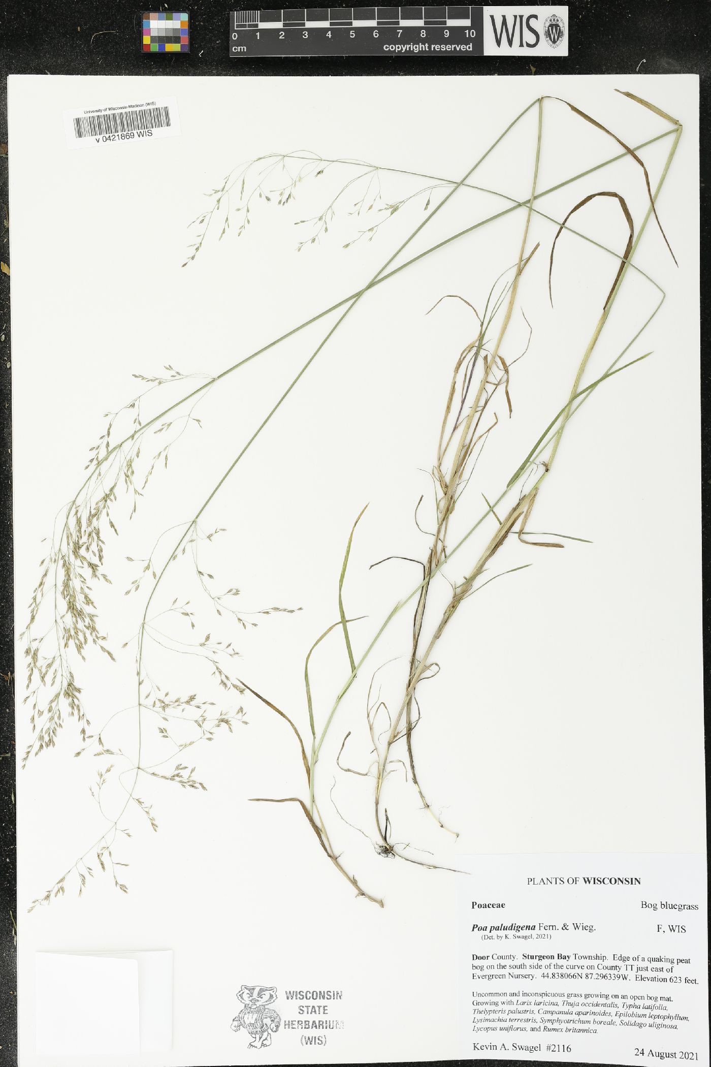 Poa paludigena image
