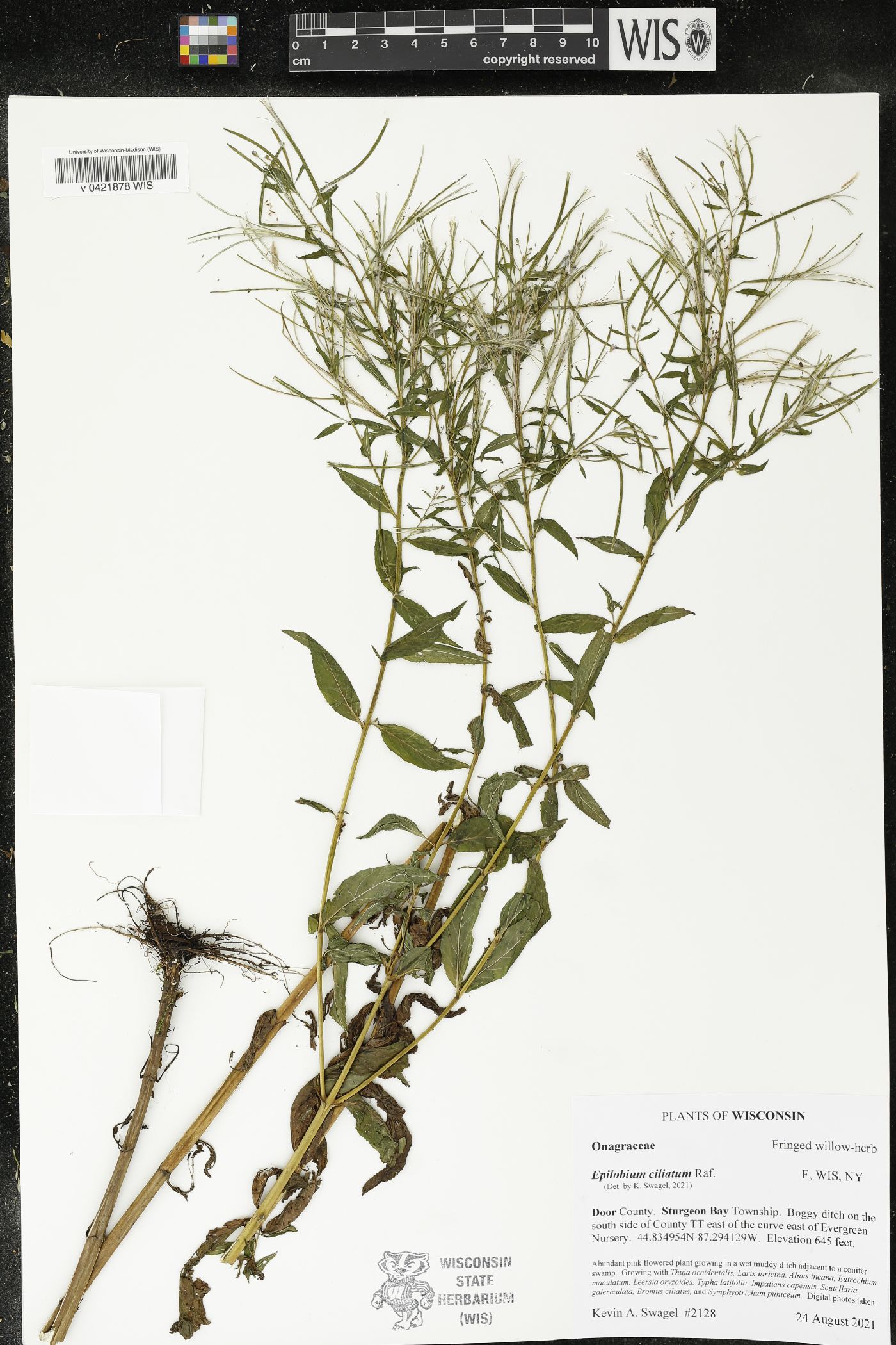 Epilobium ciliatum image