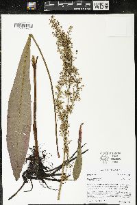 Rumex hydrolapathum image