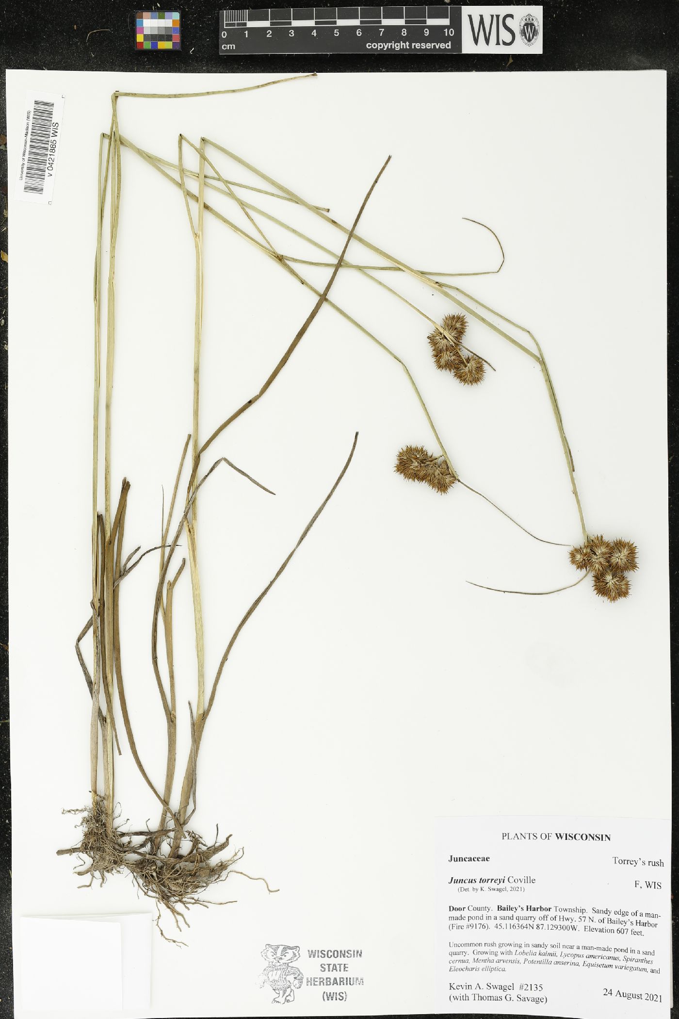 Juncus torreyi image