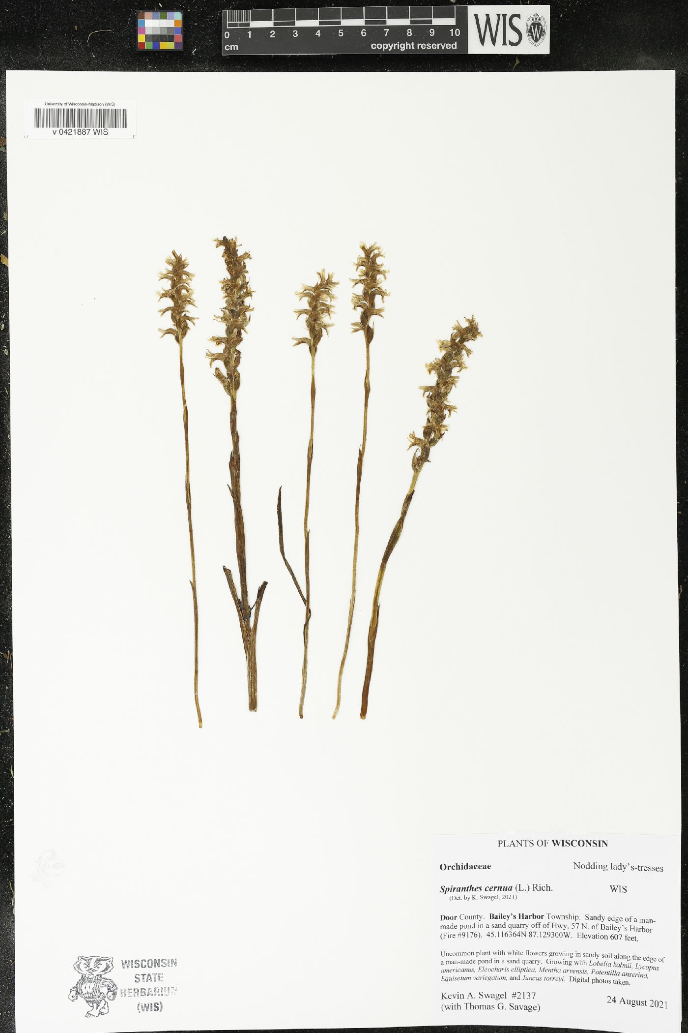 Spiranthes cernua image