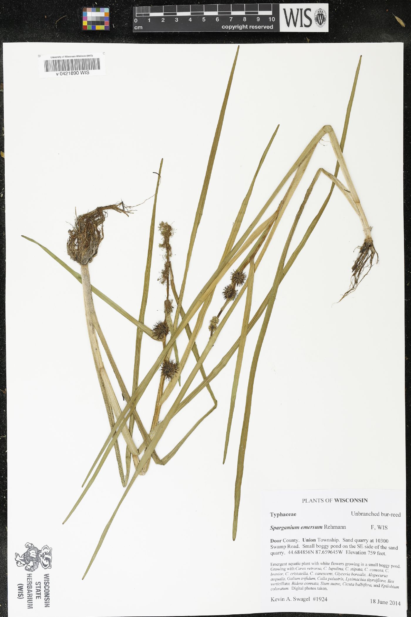 Sparganium emersum image