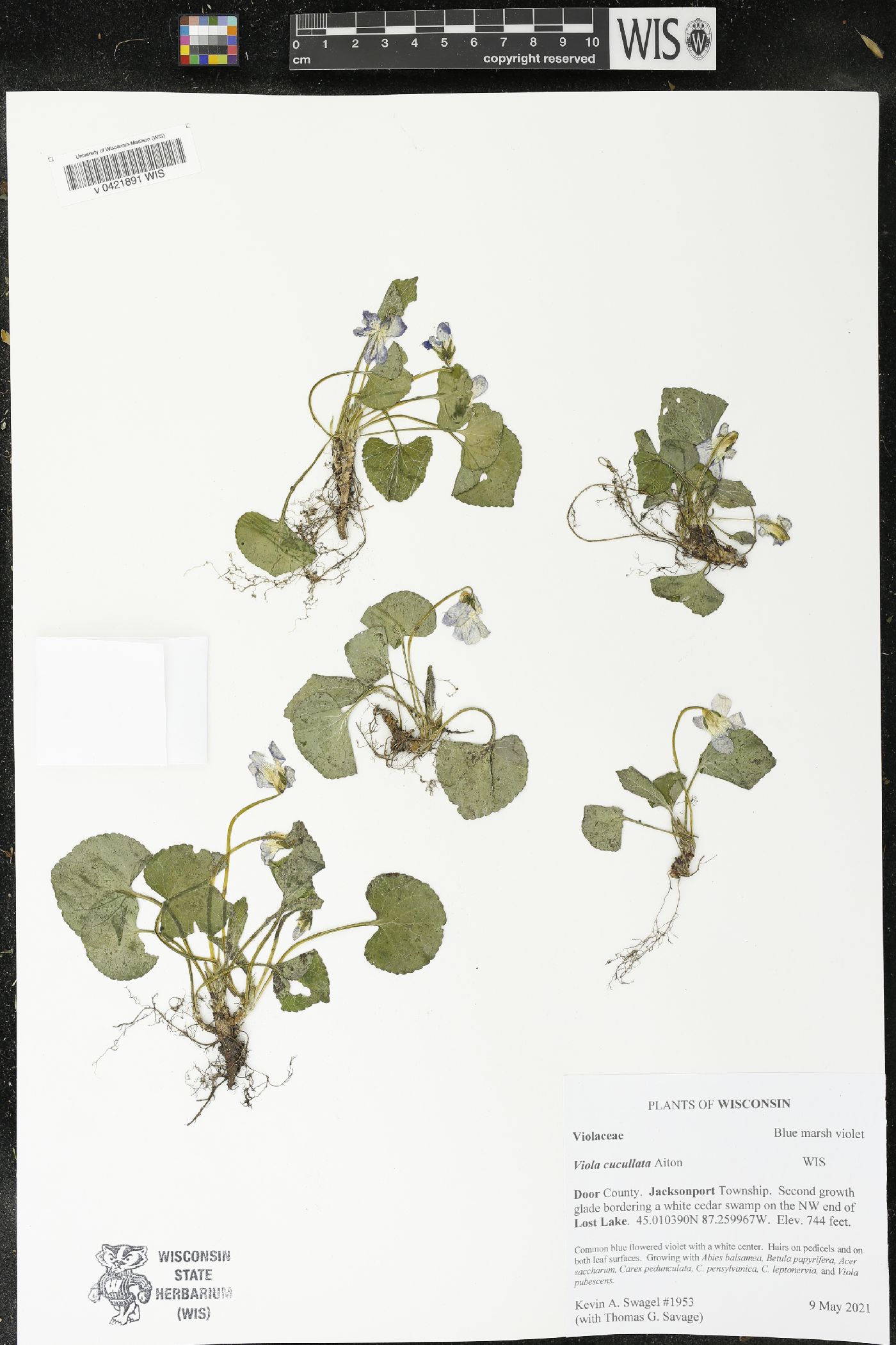 Viola cucullata image