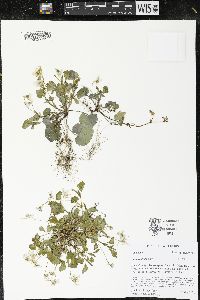 Viola rostrata image