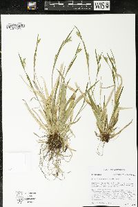 Carex leptonervia image